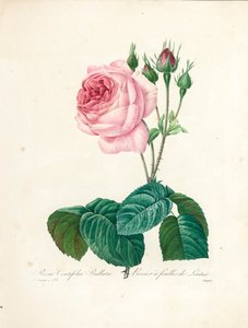 Rosa Centifolia Bullata, Langlois tarafından 